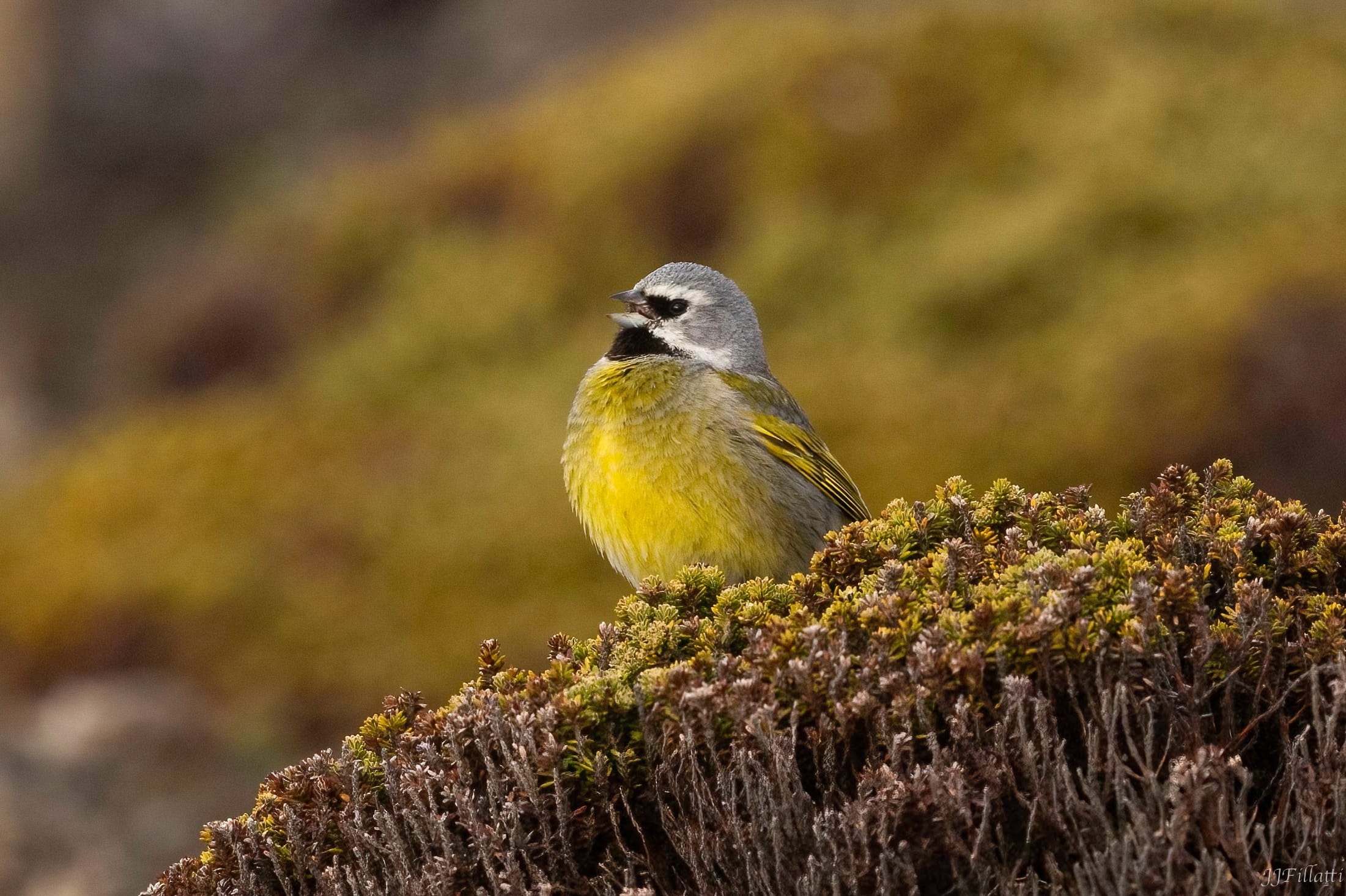 bird of the falklands image 110